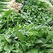 BucketList + Have A Vegetable/Herb Garden = ✓