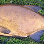 BucketList + Catch A 10Lb Plus Bream = ✓