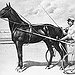 BucketList + Own A Standardbred Race Horse = ✓