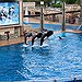 BucketList + Go Swim With Dolphins = ✓