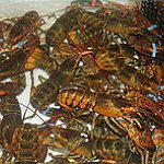 BucketList + Eat Lobster. = ✓