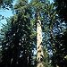 BucketList + See Redwood National Park = ✓