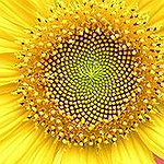 BucketList + Grow A Sunflower In My ... = ✓