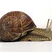 BucketList + Adopt A 'Pet' From The ... = ✓