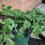 BucketList + Plant, Grow & Eat My ... = ✓