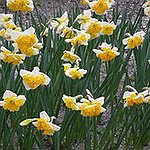 BucketList + Pick Daffodils For Mummy On ... = ✓