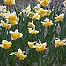 BucketList + Pick Daffodils For Mummy On ... = ✓