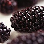 BucketList + Pick & Eat Wild Blackberries. = ✓
