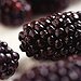 BucketList + Pick & Eat Wild Blackberries. = ✓