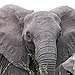 BucketList + Safari In Kenya/South-East Africa, Get ... = ✓