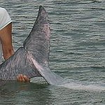 BucketList + Play With Pink Dolphins = ✓