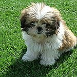 BucketList + Have Shih Tzus = ✓