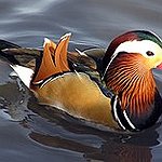 BucketList + Pet A Duck = ✓