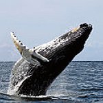 BucketList + Go Whale Watching In Alaska = ✓
