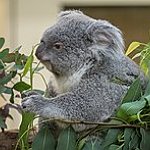 BucketList + Hold A Koala = ✓