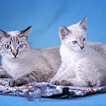 BucketList + Adopt A Rescue = ✓