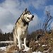 BucketList + Get A Big Dog.... Preferably ... = ✓
