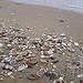 BucketList + Collect Sea Shells On The ... = ✓