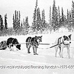 BucketList + Go Dogsledding = ✓