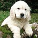 BucketList + Have A Pet Dog/Cat Have ... = ✓