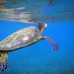 BucketList + Go Diving With Sea Turtles = ✓