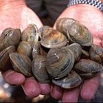 BucketList + Go Clam Digging = ✓