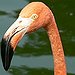 BucketList + See A Flamboyance Of Flamingos = ✓