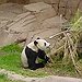 BucketList + Meet Some Pandas = ✓