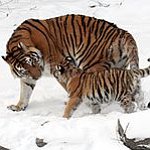 BucketList + Visit A Reserve For Endangered ... = ✓