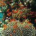 BucketList + Scuba Dive = ✓
