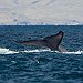 BucketList + See A Blue Whale In ... = ✓