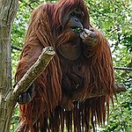 BucketList + Volunteer With The Orangutans = ✓