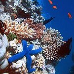 BucketList + Swim The Great Barrier Reef = ✓