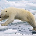BucketList + See Polar Bears In Monitoba, ... = ✓