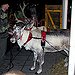 BucketList + Play With Reindeer In Lapland = ✓