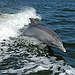 BucketList + Go Swimming With Dolphins. = ✓