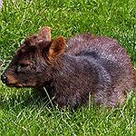 BucketList + Hold A Pudu = ✓