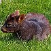 BucketList + Hold A Pudu = ✓