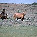 BucketList + See The Wild Horses In ... = ✓
