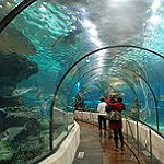 BucketList + Visit A Walk Through Aquarium ... = ✓