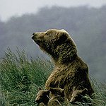BucketList + Kodiak Bears Safari = ✓