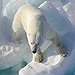 BucketList + Pet A Polar Bear = ✓
