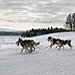 BucketList + Go Dogsledding = ✓