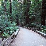 BucketList + Hug A Sequoia In Muir ... = ✓