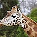 BucketList + Visit Giraffe Manor In Kenya = ✓