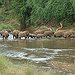 BucketList + Go On An African Safari ... = ✓