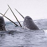 BucketList + See The Narwhals On Baffin ... = ✓