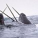 BucketList + See The Narwhals On Baffin ... = ✓