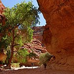 BucketList + Hike To Havasupai Falls = ✓