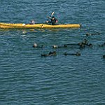 BucketList + Learn How To Kayak = ✓
